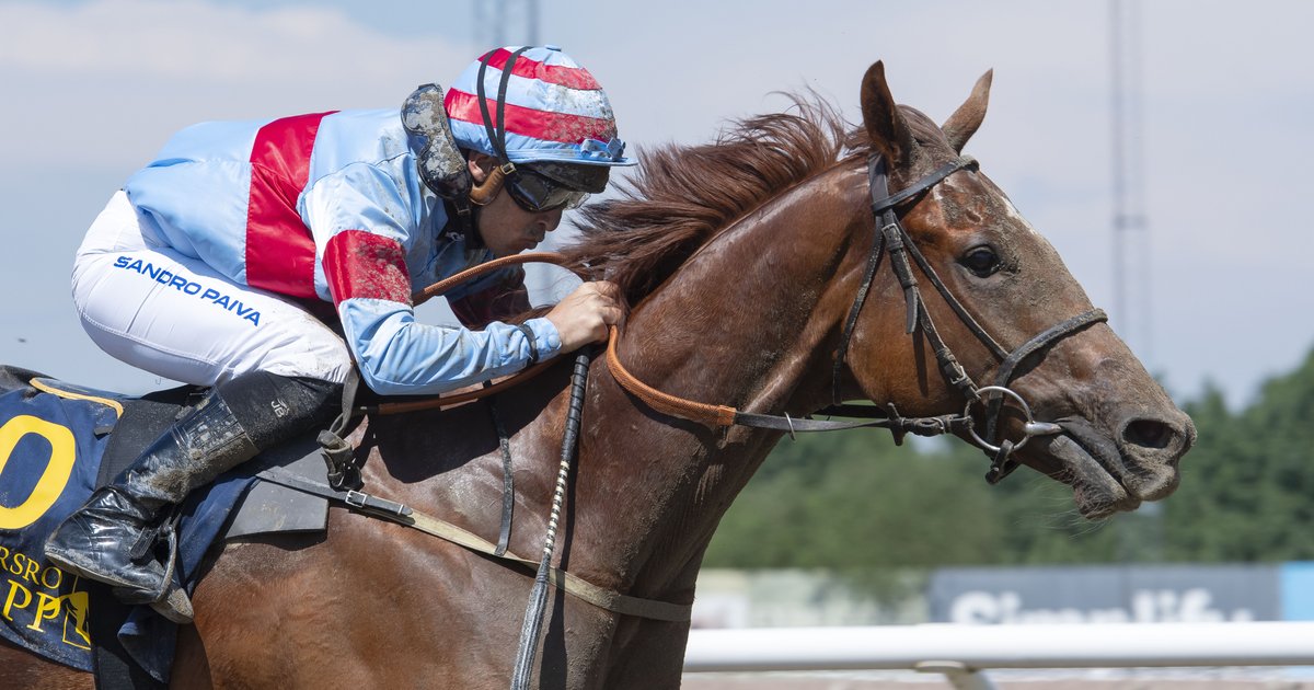 Field of 14 line up in the Swedish Derby - Horse Racing Sweden